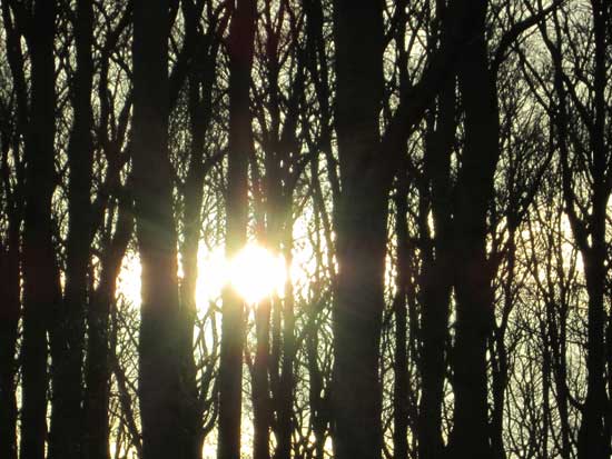 The sun through the trees...