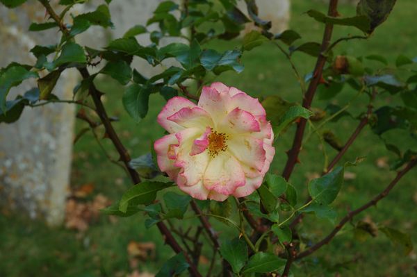 A lovely rose in the church yard...