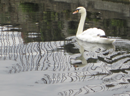 The lonley swan...