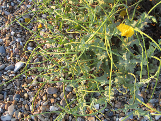A rare yellow poppy growing in the pebbles...