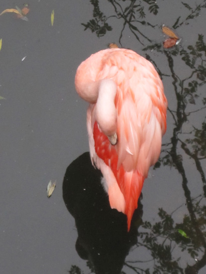 My first shot of the flamingo...